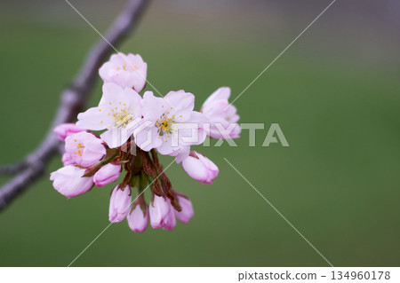 Cherry blossoms blooming in a park in Hokkaido 134960178