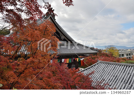 永觀禪林寺、禦江堂和楓樹(京都市左京區) 永觀禪林寺、禦江堂和楓樹(京都市左京區) 134960287