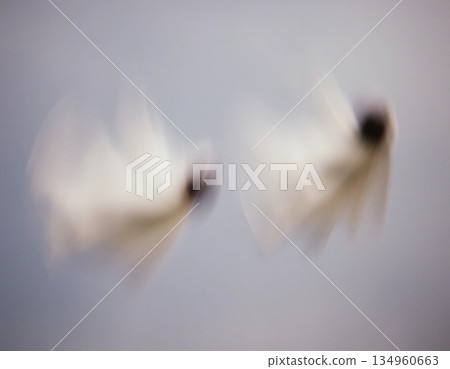 Two ethereal ghosts glide silently through a hazy twilight sky, creating a surreal ambiance filled with mystery and wonder in the evening light Generative AI Two ethereal ghosts glide silently through a hazy twilight sky, creating a surreal ambiance filled with mystery and wonder in the evening light Generative AI 134960663