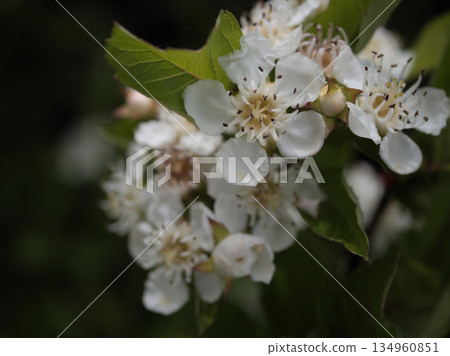 The pretty white flowers of the Japanese hawthorn blooming in May 134960851