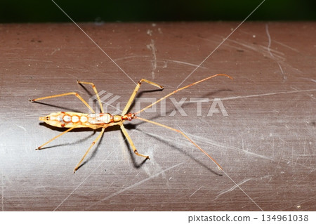 黑白龜的幼蟲 134961038