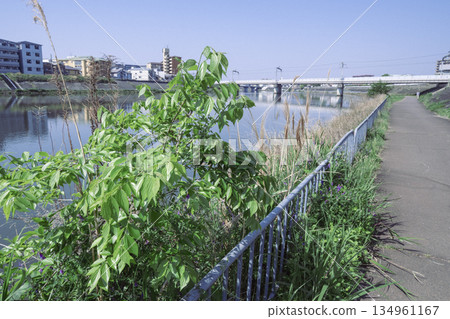 河濱長廊和橋樑，鬱鬱蔥蔥的水濱步道 134961167