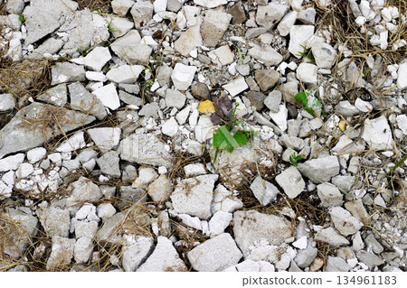 Green plant grows through broken rocks and gravel, nature ability to thrive even in harsh conditions. Dried grass and various sizes of stones, stark contrast to vibrant green. Texture and nature 134961183