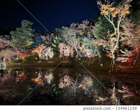 Autumn leaves lighted up 134961239