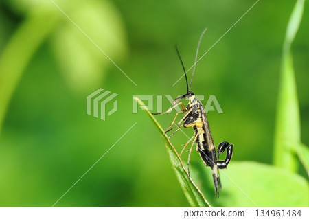 A type of scorpion fly (male) 134961484