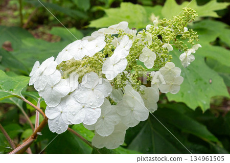 Hydrangea flower (Snow Queen) Hydrangea flower (Snow Queen) 134961505