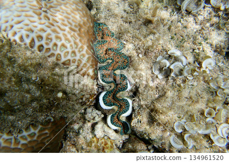 石垣島上發現的海參 134961520