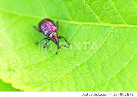 A type of stag beetle A type of stag beetle 134961671