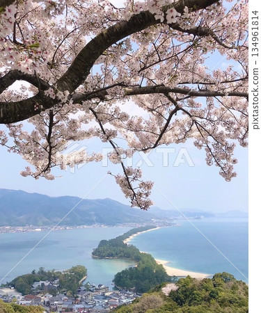Amanohashidate, Kyoto, with cherry blossoms in full bloom Amanohashidate, Kyoto, with cherry blossoms in full bloom 134961814