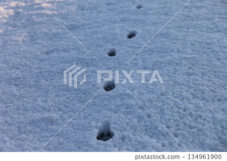 Cat footprints left in the snow Cat footprints left in the snow 134961900