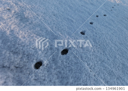 Cat footprints left in the snow 134961901
