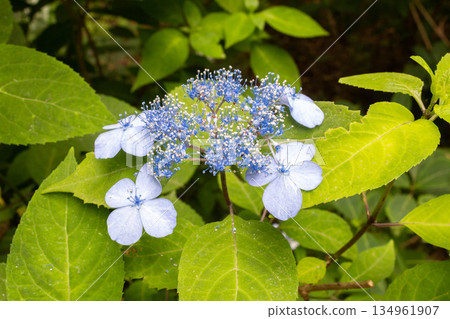繡球花(關國山繡球花) 繡球花(關國山繡球花) 134961907