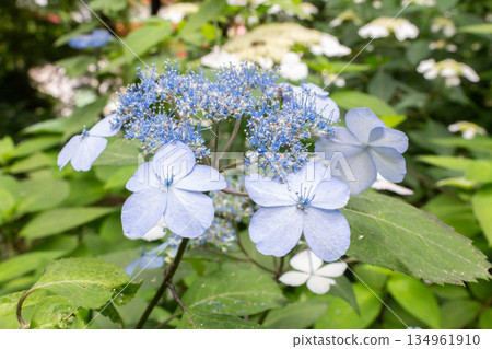 繡球花（關國山繡球花） 134961910