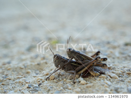 Two mating grasshoppers on rocky ground 134961970