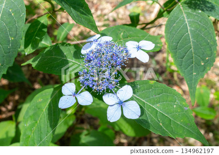 Hydrangea flowers (Mountain hydrangea) Hydrangea flowers (Mountain hydrangea) 134962197