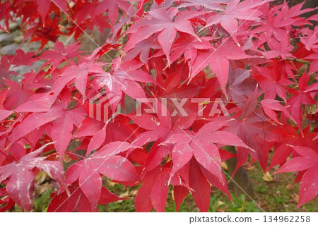 Autumn leaves colored red Autumn leaves colored red 134962258