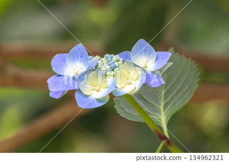 Hydrangea flowers 134962321