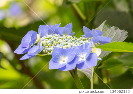 繡球花 繡球花 134962323