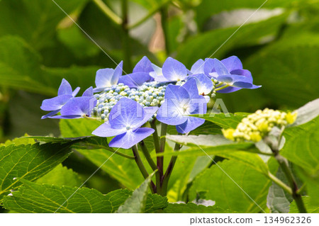 繡球花 134962326