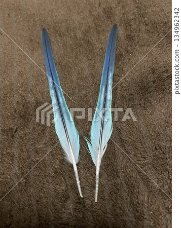 Blue feather 134962342
