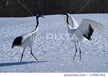 Dandoral起重機 Dandoral起重機 134962462