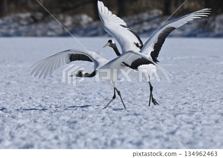 Japanese crane crane Japanese crane crane 134962463