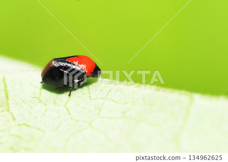 Muneakaawafuki (female) Muneakaawafuki (female) 134962625