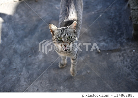 A friendly stray cat I met in Kagoshima A friendly stray cat I met in Kagoshima 134962993
