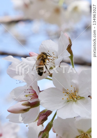 Honeybees sucking cherry honey Honeybees sucking cherry honey 134963027