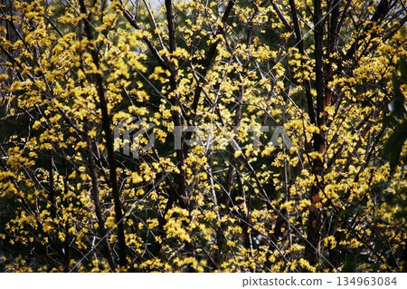 After the rain, a lot of Cornus cherry blossoms 134963084