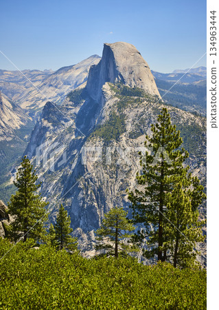 Half Dome Granite Formation and Pine Trees from Glacier Point in Yosemite National Park Half Dome Granite Formation and Pine Trees from Glacier Point in Yosemite National Park 134963444