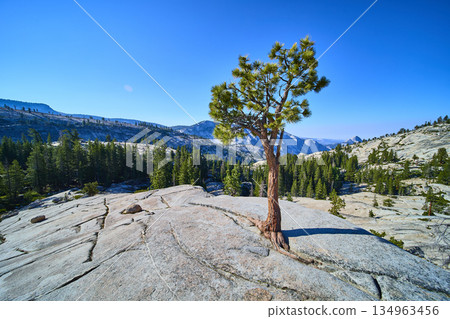 Lone Pine Tree on Granite at Olmsted Point with Half Dome in Yosemite National Park Lone Pine Tree on Granite at Olmsted Point with Half Dome in Yosemite National Park 134963456