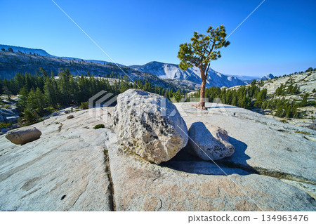 Granite Boulders Lone Pine Tree and Half Dome Vista at Olmsted Point Yosemite Granite Boulders Lone Pine Tree and Half Dome Vista at Olmsted Point Yosemite 134963476