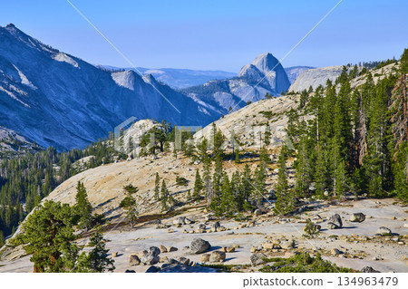 Granite Slopes Pine Forest and Half Dome View from Olmsted Point Yosemite Granite Slopes Pine Forest and Half Dome View from Olmsted Point Yosemite 134963479