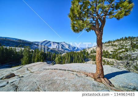 Olmsted Point Pine Tree and Half Dome in Yosemite National Park California Olmsted Point Pine Tree and Half Dome in Yosemite National Park California 134963483