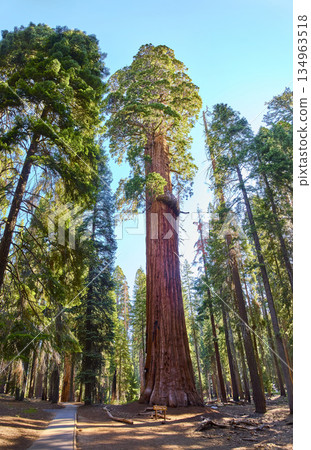 McKinley Tree Giant Sequoia Congress Trail Forest Panorama Sequoia National Park McKinley Tree Giant Sequoia Congress Trail Forest Panorama Sequoia National Park 134963518