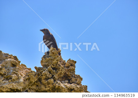 Bird Perched on Tufa Formation Against Clear Blue Sky at Mono Lake California Bird Perched on Tufa Formation Against Clear Blue Sky at Mono Lake California 134963519