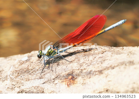 川田蜻蜓（雄性，橙色碗型） 134963523