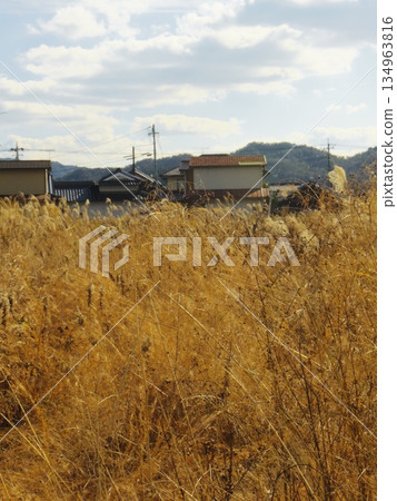 一塊長滿銀草的空地 一塊長滿銀草的空地 134963816
