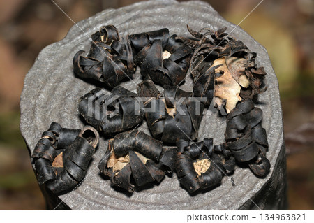 During a winter hike in the countryside, we placed a large number of dried and withered earthworms on a wooden fence. 134963821