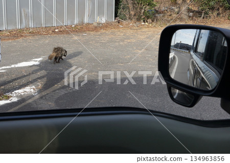 A wild raccoon dog seen in the city 134963856