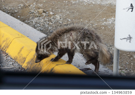 A wild raccoon dog seen in the city 134963859