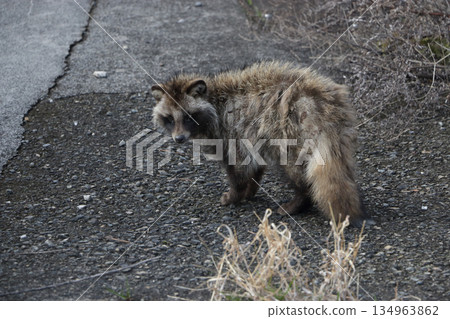 A wild raccoon dog seen in the city 134963862