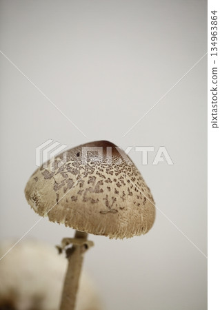 Karakasatake 134963864