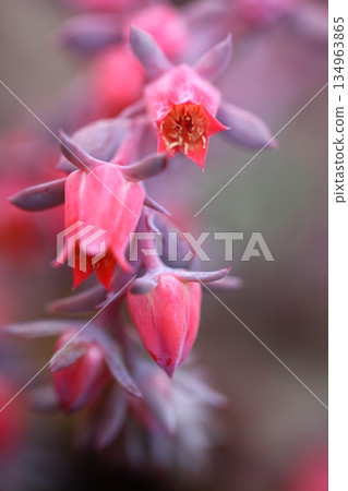 Echeveria runyonii flowers 134963865