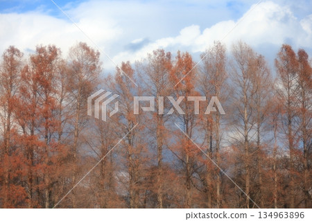 雪雲和一排排冬日枯萎的水杉樹 雪雲和一排排冬日枯萎的水杉樹 134963896