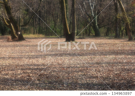 冬日公園鋪滿了落葉。 冬日公園鋪滿了落葉。 134963897