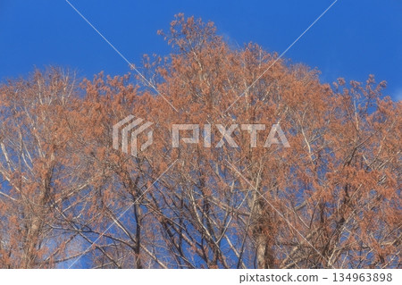 一棵冬日枯萎的水杉樹在藍天的映襯下閃閃發光 一棵冬日枯萎的水杉樹在藍天的映襯下閃閃發光 134963898
