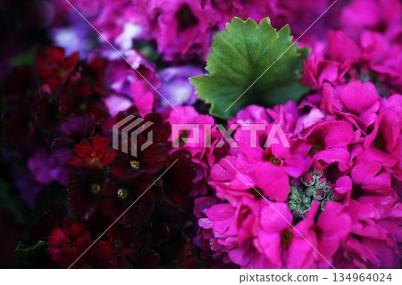 報春花的可愛紅色花朵 134964024