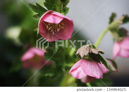 向下開花的聖誕玫瑰 134964025